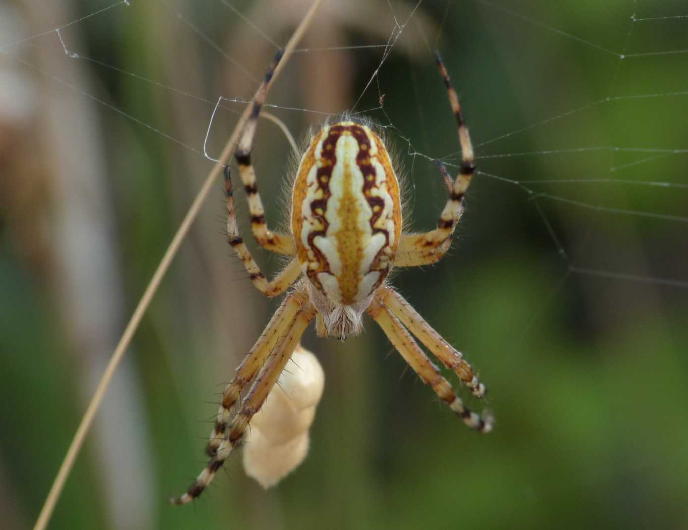 Carrellata di Aculepeira armida